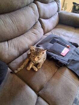 C324 Litter Lil Abner -  Domestic Short Hair and Tabby Cat Available for Adoption in Livonia, Michigan - C324 Litter Lil Abner | PetCurious