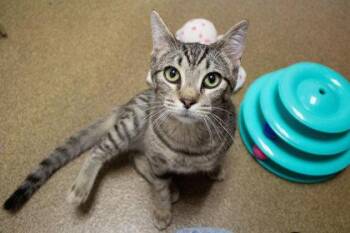 Oncy -  Domestic Short Hair Cat for Adoption in Kansas City, Missouri - Oncy | PetCurious