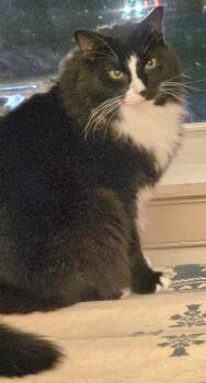 Rescue Domestic Long Hair and Maine Coon Cats for Adoption in Huntsburg, Ohio - Mister Mister | PetCurious