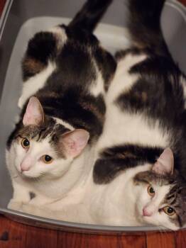 Zippy and Dippy -  Domestic Medium Hair Cat for Adoption - Zippy And Dippy | PetCurious