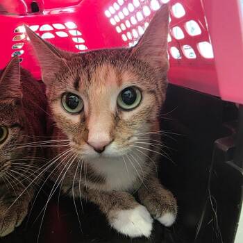 Ally -  Domestic Short Hair Cat for Adoption in Chattanooga, Tennessee - Ally | PetCurious
