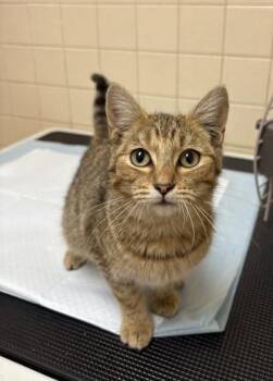 Domestic Short Hair Cats Available for Adoption in San Antonio, Texas - Lylla | PetCurious