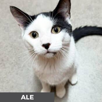 Ale -  Domestic Short Hair Cat for Adoption in Toronto, Ontario - Ale | PetCurious
