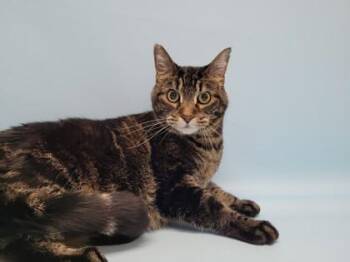 Jynxie -  Domestic Short Hair Cat for Adoption in Golden Valley, Minnesota - Jynxie | PetCurious
