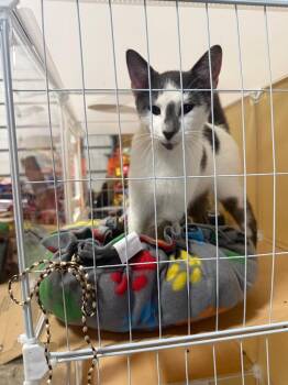 Moo -  Domestic Short Hair Cat for Adoption in Winchester, Indiana - Moo | PetCurious