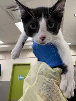 LUCY -  Domestic Short Hair Cat for Adoption in Las Vegas, Nevada - LUCY | PetCurious
