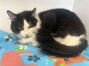 Domestic Long Hair Cats Available for Adoption - Pnumbra | PetCurious