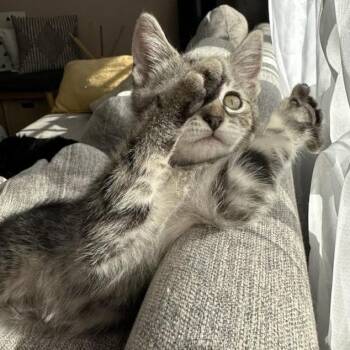 Domestic Short Hair Cats Available for Adoption in Los Angeles, California - Posey | PetCurious