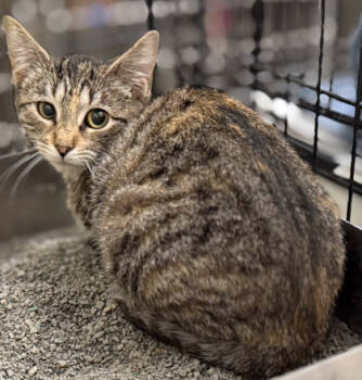 Rescue Domestic Short Hair Cats for Adoption in Verona, Wisconsin - Frisky | PetCurious