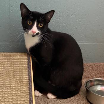 Domestic Short Hair Cats Available for Adoption - Fergie | PetCurious