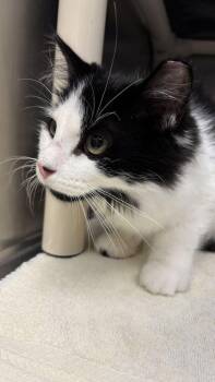 Linus -  Domestic Long Hair Cat for Adoption in Bowling Green, Ohio - Linus | PetCurious
