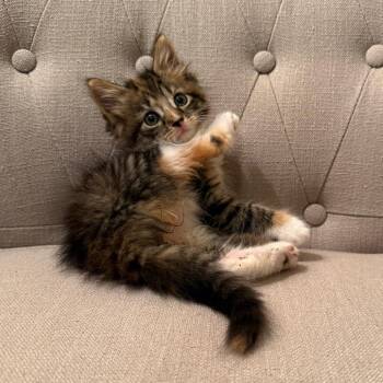 Domestic Long Hair Cats Available for Adoption in North Branford, Connecticut - 26-119 Honeybee | PetCurious