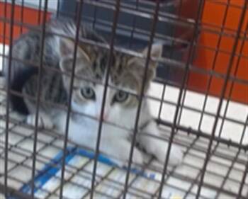 IGNATIUS -  Domestic Short Hair Cat for Adoption in Louisville, Kentucky - IGNATIUS | PetCurious