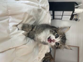 Domestic Medium Hair Cats Available for Adoption - Cotton | PetCurious