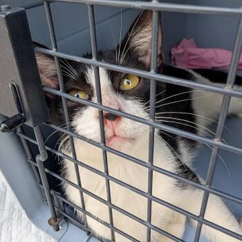 Stream -  Domestic Short Hair Cat for Adoption in NEW PT RICHEY, Florida - Stream | PetCurious