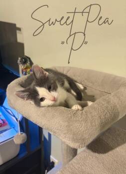 Sweet Pea -  Domestic Short Hair Cat for Adoption in Grand Rapids, Michigan - Sweet Pea | PetCurious
