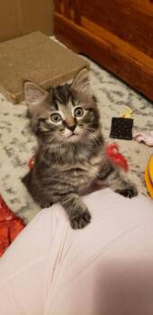 Domestic Long Hair and Tabby Cats Available for Adoption in Cincinnati, Ohio - Tinkerbell | PetCurious