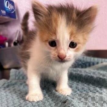 Penelope -  Domestic Short Hair Cat for Adoption in Grinnell, Iowa - Penelope | PetCurious