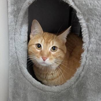 Domestic Short Hair Cats Available for Adoption in Fairhope, Alabama - Cheddar | PetCurious