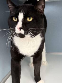 Fudge -  Domestic Short Hair Cat for Adoption in Milltown, New Jersey - Fudge | PetCurious