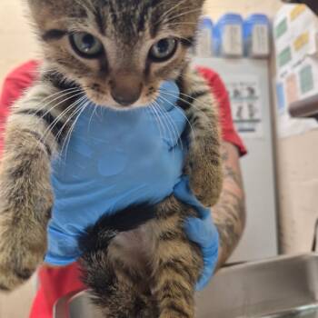 Brinx -  Domestic Short Hair Cat for Adoption in Birmingham, Alabama - Brinx | PetCurious