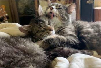 Pip & Taz -  Maine Coon and Domestic Long Hair Cat for Adoption in Montour Falls, New York - Pip & Taz | PetCurious