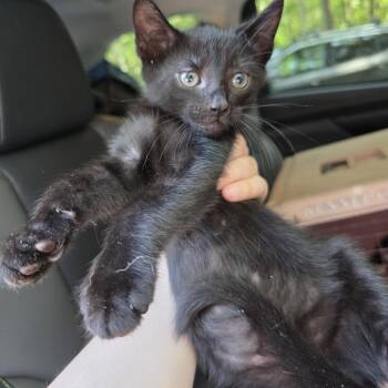 Bram -  Domestic Short Hair Cat for Adoption in Mastic, New York - Bram | PetCurious