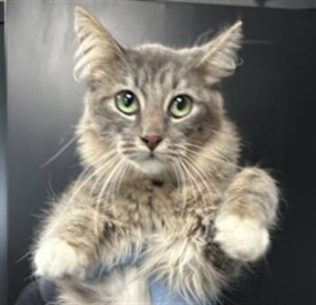 Rescue Domestic Short Hair Cats for Adoption in San Bernardino, California - FLUFFERNUGGET | PetCurious