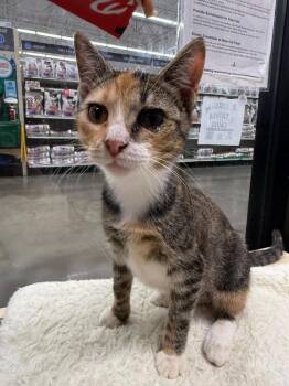 Bebe -  Domestic Short Hair Cat for Adoption in St. Cloud, Florida - Bebe | PetCurious