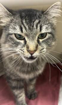Iliana -  Domestic Medium Hair and Domestic Short Hair Cat for Adoption in Chamblee, Georgia - Iliana | PetCurious