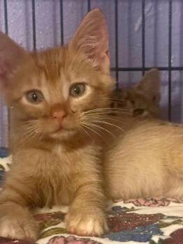 Jax -  Domestic Short Hair Cat for Adoption in Virginia Beach, Virginia - Jax | PetCurious