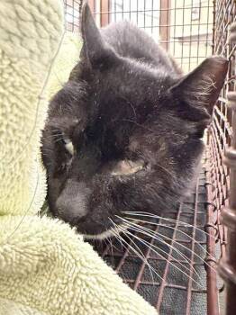 Domestic Short Hair Cats Available for Adoption in Corpus Christi, Texas - CASPER | PetCurious