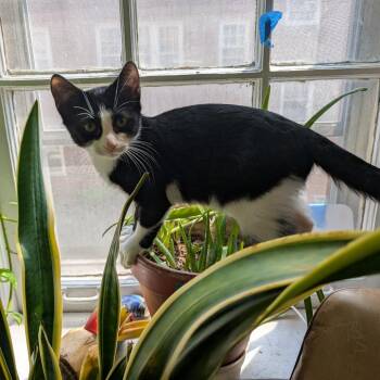 Rescue Domestic Short Hair Cats for Adoption in Evanston, Illinois - Thresher | PetCurious