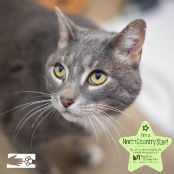 Sky -  Domestic Short Hair Cat for Adoption in South Burlington, Vermont - Sky | PetCurious