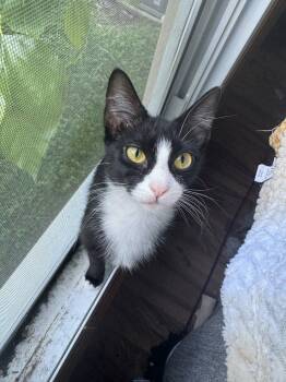 Domestic Short Hair Cats Available for Adoption in Cromwell, Kentucky - Whisper | PetCurious