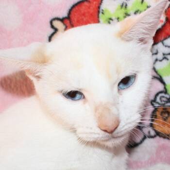 Rescue Siamese Cats for Adoption in New Braunfels, Texas - Mustang Sally | PetCurious