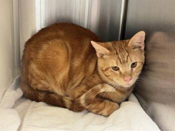 Domestic Short Hair Cats Available for Adoption in Colorado Springs, Colorado - OLIVER | PetCurious