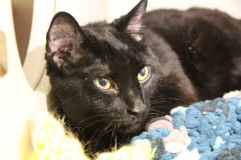 Domestic Short Hair Cats Available for Adoption in Winnipeg, Manitoba - Bella | PetCurious