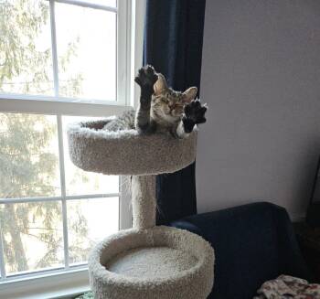 Domestic Short Hair Cats Available for Adoption in Herndon, Virginia - Wendy | PetCurious