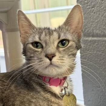 Domestic Short Hair Cats Available for Adoption in Lansing, Michigan - Amanda | PetCurious