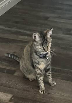 Rescue Torbie Cats for Adoption in Napa, California - Ivy ( BC) | PetCurious