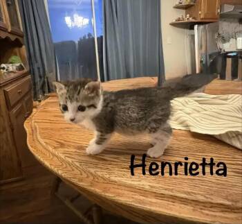Henrietta -  Domestic Short Hair Cat for Adoption in Wyoming, Michigan - Henrietta | PetCurious