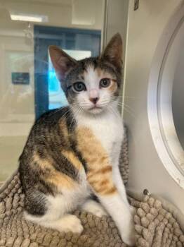 Freedom (ID 52076) -  Domestic Short Hair Cat for Adoption in Manassas, Virginia - Freedom (ID 52076) | PetCurious