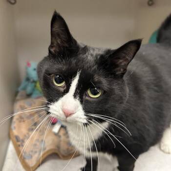 Domestic Short Hair Cats Available for Adoption - Kitty Kitty | PetCurious