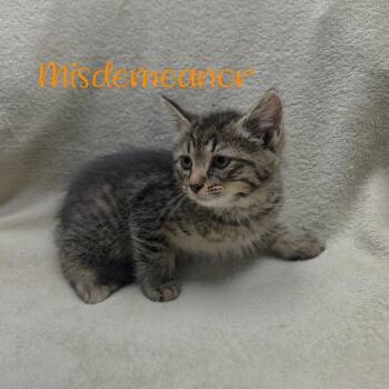Misdemeanor -  Domestic Medium Hair Cat for Adoption in Parkersburg, West Virginia - Misdemeanor | PetCurious