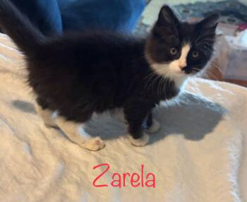 Zarela -  Domestic Long Hair Cat Available for Adoption in Snyder, Texas - Zarela | PetCurious