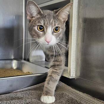 Purrlock -  Domestic Short Hair Cat for Adoption in Dover, New Hampshire - Purrlock | PetCurious