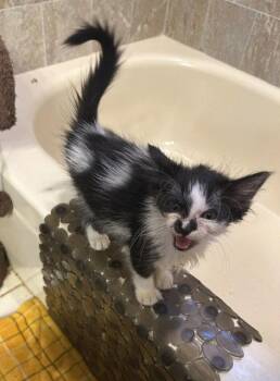 Liz -  Domestic Medium Hair Cat for Adoption in Orlando, Florida - Liz | PetCurious