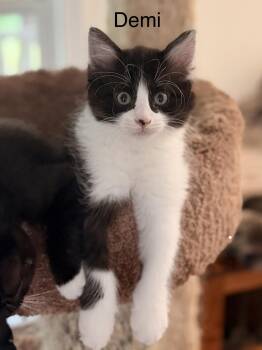 Demi -  Domestic Medium Hair Cat for Adoption in Powdersville, South Carolina - Demi | PetCurious