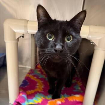 Domestic Short Hair Cats Available for Adoption in Kanab, Utah - Tony | PetCurious